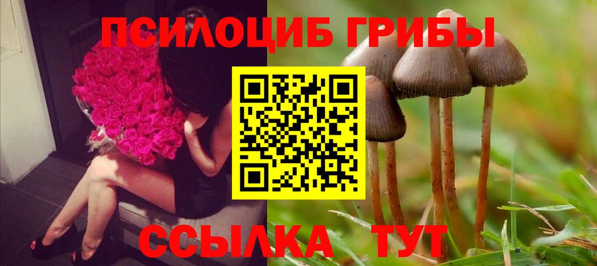 Псилоцибиновые грибы Psilocybe Новокубанск